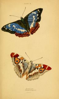 Butterflies Plate #21, Natural History of Britain 