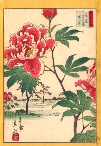 Peonies at Hyakken, #18 from the series 'Tōkyō Meisho Sanjurokkasen, Utagawa Shigenobu (1826 - 1869)