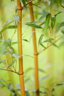 Bamboo Canes Growing in the Wild