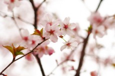 Sakura spring blossoms