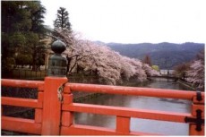 Cherry Blossoms in Kyoto