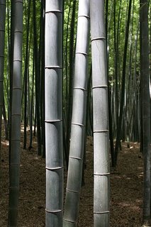 Bamboo trees in Kyoto, Japan