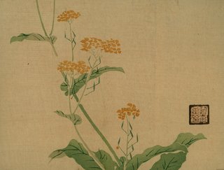 Yellow Flowers. c. 1900, unknown