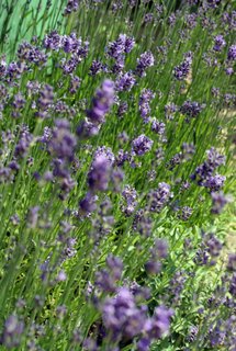 gardening is a great mindfulness practice that cultivates stillness of mind