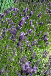 calming lavendar, aromatherapy for sleep